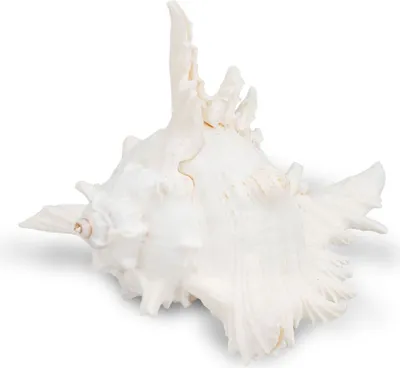 Murex ramosus, 18-20cm – Ansicht 12