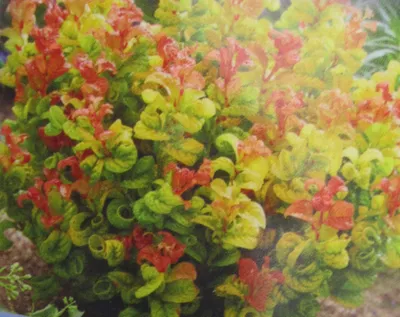 Produktbild von Lavendelheide - Traubenheide Curly Gold - Leucothoe axillaris Curly Gold - 25-30cm