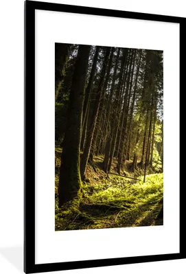 Produktbild von MuchoWow® Gerahmtes Poster Baum - Natur - Sonne - Wald 60x90 cm - Poster mit Schwarzem Bilderrahmen Wandposter Rahmen Foto Bilder - Dekoration - Wandposter Wohnzimmer - Hochwertig