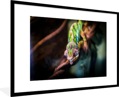 Produktbild von MuchoWow® MuchoWow® Gerahmtes Poster Kleines Chamäleon auf einem Ast 90x60 cm - Poster mit zchwarzem Bilderrahmen - Wanddekoration - Fotos
