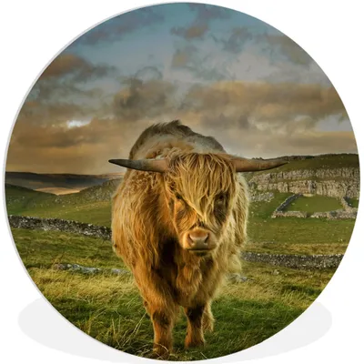 Produktbild von MuchoWow® Rundes Wandbild - Runde Bilder Schottischer Highlander - Gras - Berg Ø 60 cm Kreis Wanddekoration Kunststoff - Wandkreis - Wandschmuck - Wand Kreis - Das Schlafzimmer - Die Bilder - Wandmalerei - Kunst für das Haus - das Plastik