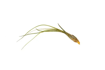 Obrázek produktu pro Gardners Tillandsia Butzii
