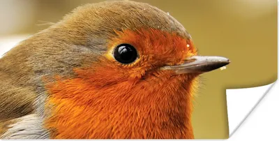 Produktbild von MuchoWow® Poster Vogel - Rotkehlchen - Porträt 40x20 cm - Poster für die Wand - Poster Schlafzimmer