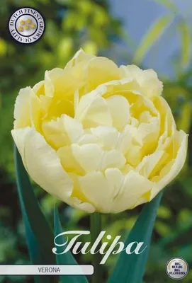 Artikelbild 1 von 'Tulpe Verona (7 Stück)' aus der Kategorie Tulpenzwiebeln