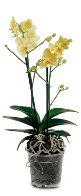 Produktbild von Floralo Blumentopf, Orchideentopf Durchmesser 21 cm, transparent, 21x21x18.8 cm, 4.4 L, 728