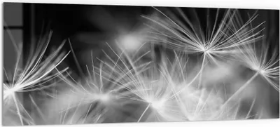 Produktbild von DEQORI Küchenrückwand Glas 125x50 cm 'Pusteblumenflug' Spritzschutz Bad Rückwand Küche