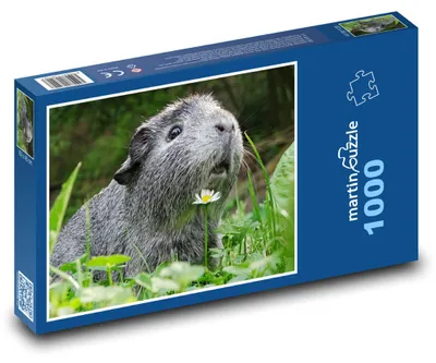 Obrázek produktu pro martinpuzzle - Puzzle 1000 - Morče - zvíře, roztomilé