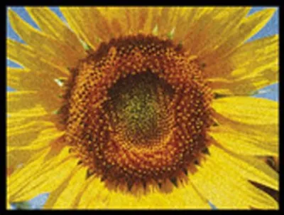 Produktbild von Fußmatte Schuhablage - Sonnenblume - Sunflower 45x60 cm