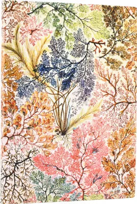 Produktbild von Notatnik w linie midi Anemone Paperblanks