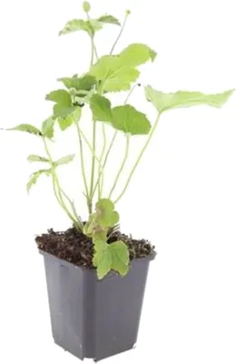 Immagine prodotto di Perenne ornamentale - Anemone autunnale - Anemone hupehensis 'Honorine Jobert' - Vaso da 9 cm - Set di 6 piante