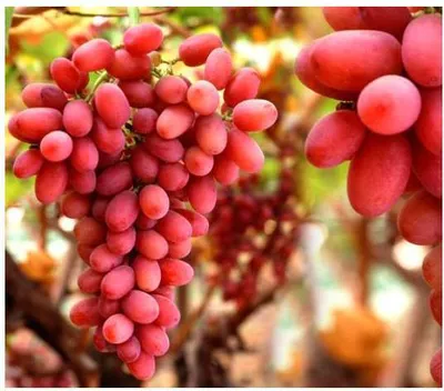 A close-up shot of ripe red grapes hanging from a vine.
