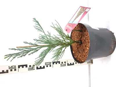 Produktbild von Sequoiadendron giganteum 'Glaucum' 40–70 cm blauer Riesenmammutbaum blaugrün