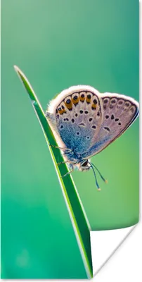 Produktbild von MuchoWow® Poster Schmetterling - Gras - Licht 40x80 cm - Dekoration
