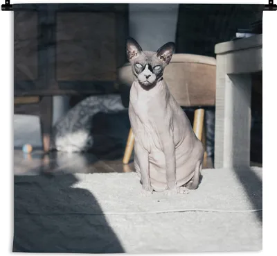 Produktbild von MuchoWow® Wandteppich Wandbehang Sonnenstrahlen auf der Sphynx-Katze 120x120 cm Tapisserie Dekoration Wandtuch - Modern - Baumwollgewebe