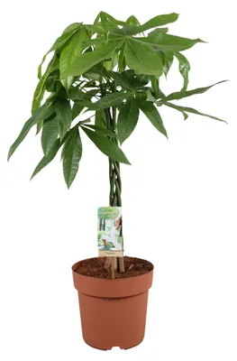 Zdjęcie produktu dla Pachira Aquatica - 80-90cm - Ø21cm - Roślina doniczkowa - Zimozielony