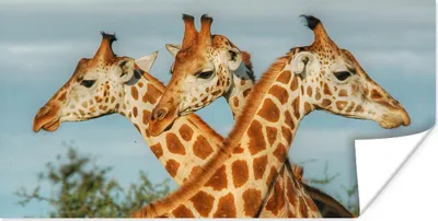 Produktbild von MuchoWow® Poster Giraffen - Luft - Tiere 160x80 cm - Foto Poster