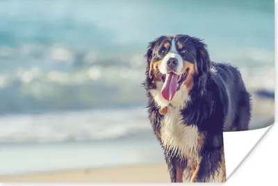 Produktbild von MuchoWow® Poster Ein Berner Sennenhund beim Spaziergang am Strand 180x120 cm - Fotoplakat
