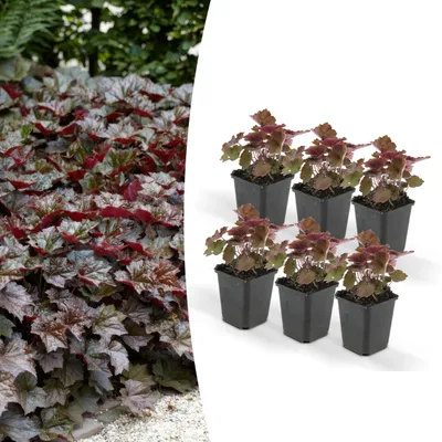 Image de Couvre-sol - Luzule pourpre - Heuchera mic. 'Palace Purple' - Pot de 9cm - Set de 6 plantes