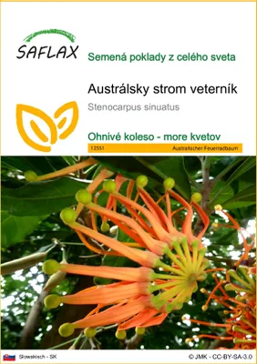 Produktbild von SAFLAX - Austrálsky strom veterník - Stenocarpus sinuatus - 20 Semená