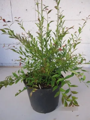 Produktbild von Vaccinium griffithianum - Wilde Heidelbeere - 30-40