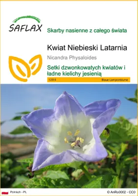 Zdjęcie produktu dla SAFLAX - Kwiat Niebieski Latarnia - 100 Nasiona - Nicandra Physaloides