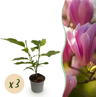 Immagine prodotto di Magnolia Heaven Scent - Fiore rosa - 3 piante - Deciduo - Bassa manutenzione - 30cm - Ø12cm - Pianta da giardino
