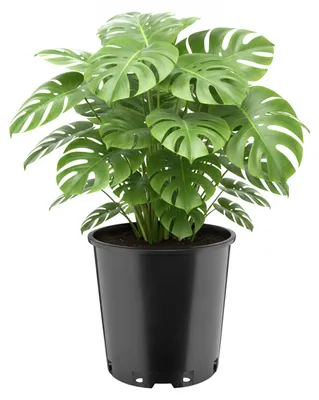 Produktbild von Garronda Hoher runder Kunststoff-Pflanztopf mit Drainagelöchern (Schwarz, Ø 26 x 26 cm, 12 L) GD-KW-RH