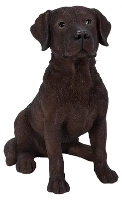 Image de Un labrador chocolat est assis