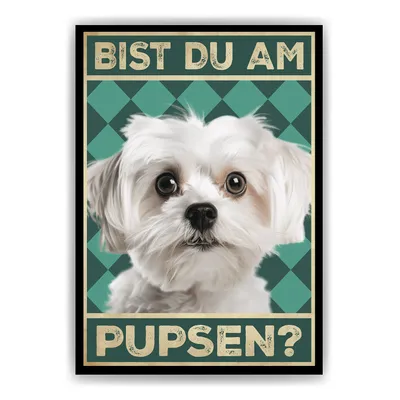 Produktbild von Malteser - Bist du am Pupsen? Hunde Poster Badezimmer Gästebad Wandbild Klo Toilette Dekoration Lustiges Gäste-WC Bild DIN A4 – DIN A4 (21x29.7cm)