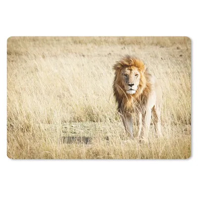 Produktbild von MuchoWow® Schreibtischunterlage Löwen - Afrika - Gras 60x40 cm - XXL Mauspad - Großes Mauspad