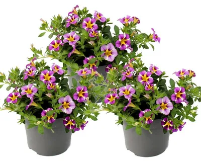 Produktbild von Zauberglocken – Mini-Hängepetunie – Calibrachoa – 12-cm-Topf – 3er-Set – zweifarbig violett-gelb
