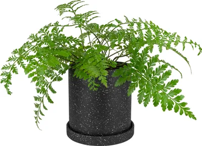 Immagine prodotto di QUVIO Vaso di fiori - Vaso di fiori per interni - Porta piante - Vaso di fiori decorativo - Accessori per la casa - Ceramica - Bianco e nero - 18 x 18,5 cm (dxh)