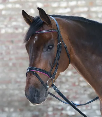 Zdjęcie produktu dla Uzda Snaffle Diamond black/fox Mini Sh.