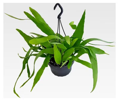 Produktbild von Epiphyllum pumilum - Blattkaktus im Ø 12 cm Ampeltopf - hängender Kaktus