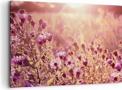 Produktbild von Bild auf Leinwand - Leinwandbild - Einteilig - Wiese Blumen Sonne - 120x80cm - Wand Bild - Wanddeko - Wandbilder - Leinwanddruck - Bilder - Wanddekoration - Leinwand bilder - Wandbild - AA120x80-4819