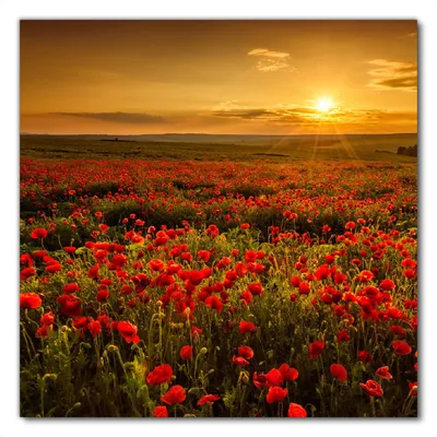 Produktbild von Wallario selbstklebende Möbelfolie/ Tischdecke für Innen und Außen, Größe: 80 x 80 cm - Mohnblumenwiese bei Sonnenuntergang am Abend