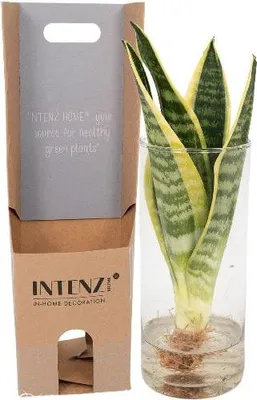 Produktbild von Sansevieria im Glaszylinder Ø12cm ↕30cm Zimmerpflanze Luftreinigend Pflegeleicht