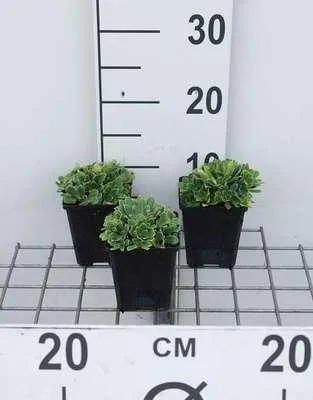 Immagine prodotto di 6 x Saxifraga cotyledon 'Southside Seedling' - sassifraga - vaso 9 x 9 cm