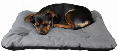 Produktbild von Kissen für Hundebett Winston XXL in grau 100x60x25cm