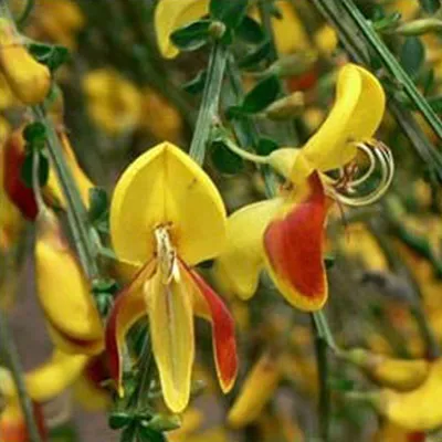 Produktbild von 2 x Edelginster - Cytisus 'Andreanus' | 40-60 cm im Container