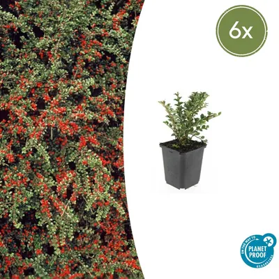 Immagine prodotto di Copertura del terreno - Cotoneaster horizontalis - Vaso da 9 cm - Set di 6 piante