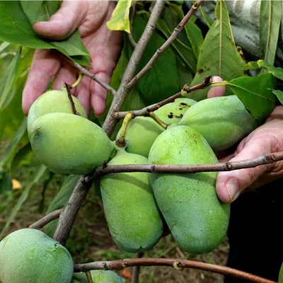 Obrázok produktu pre Asimina triloba 'Shenandoah', strom papája, 3-litrový kvetináč