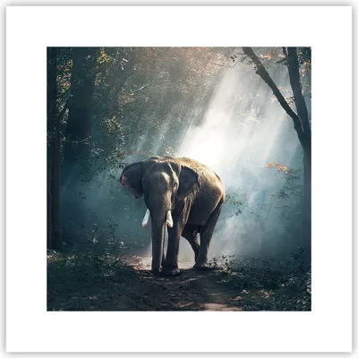 Produktbild von Poster - Poster ohne Rahmen - elefant natur - 30x30 cm - Wand Bild - Wanddeko - Wandbilder - Kunstposter - Wandposter - Bilder - Kunstdruck - Wanddekoration - Wandbild - P2XAC30x30-3972