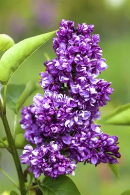 Produktbild von Syringa vulgaris 'Charles Joly', Flieder, purpurrot, 60–80 cm