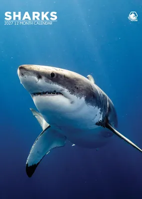 Image de Calendrier mural format A3 avec des requins, année 2027