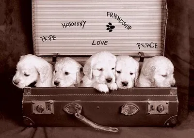 Immagine prodotto di Cuccioli - Cane - Cucciolo - 61x91,5 cm - Poster