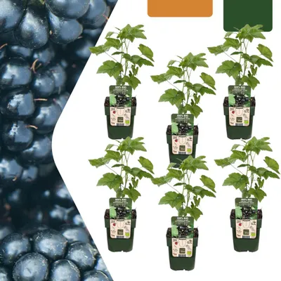 Productafbeelding van Brombeere Rubus fruticosus Biologische Brombeersträucher 6 planten Ø13cm