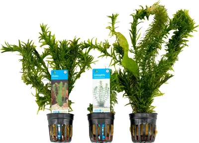 Image de Bloomique - Set de 3 - Plantes d'aquarium véritables - Accessoires d'aquarium - Plantes aquatiques - Purifiantes - Oxygène - Élodea, Hydrocotyle, Limnophile - Hauteur 15-20 cm