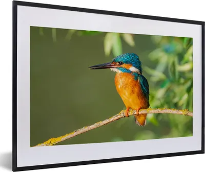 Produktbild von MuchoWow® Gerahmtes Poster Vogel - Eisvogel - Zweig - Blätter - Moos 60x40 cm - Poster mit Schwarzem Bilderrahmen Wandposter Rahmen Foto Bilder - Schlafzimmer - Plakat in Rahmen - Drucken