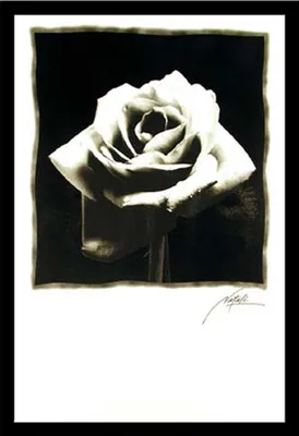 Produktbild von Black & White - Poster - Schwarze Rose Version 2 + Wechselrahmen, Shinsuke® Maxi MDF schwarz, Acryl-Scheibe